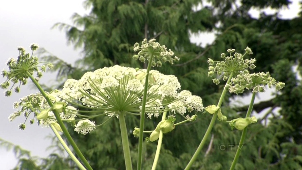 Giant hogweed