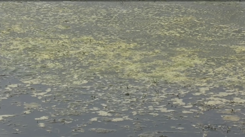 A blue-green algae bloom advisory has been issued for the southwest shoreline of the Ramara Township lake (CTV News). 