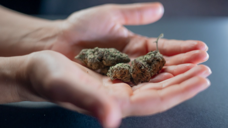 Cannabis (Pexels/Kindel Media)
