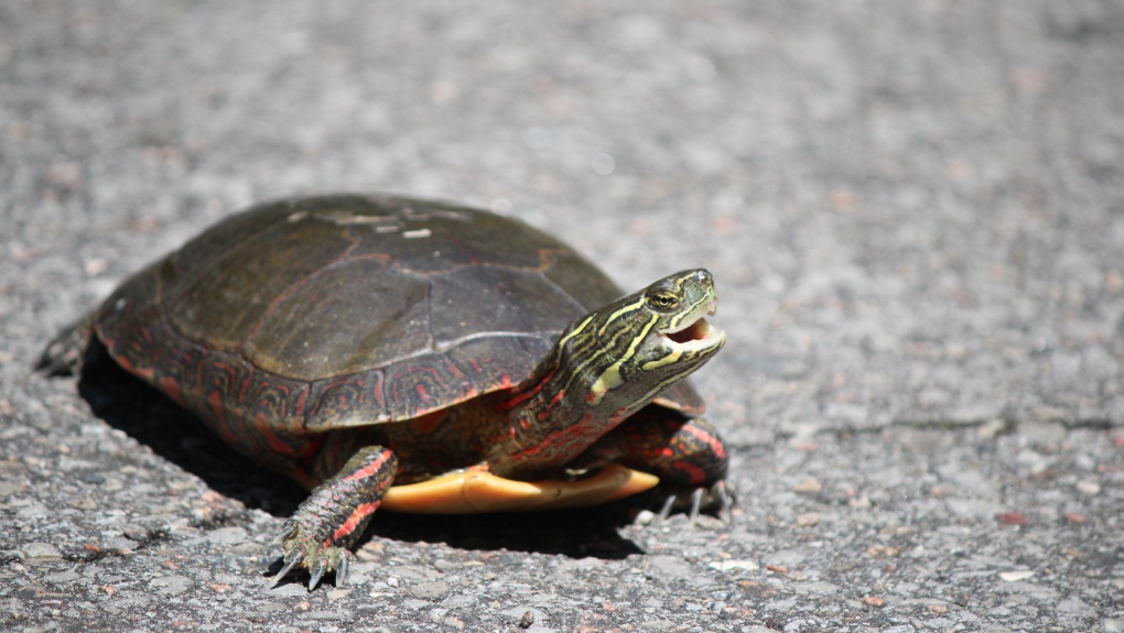 The Nature Conservancy of Canada says watch out for turtles on roads this summer. (SUBMITTED: NATURE CONSERVANCY OF CANADA)
