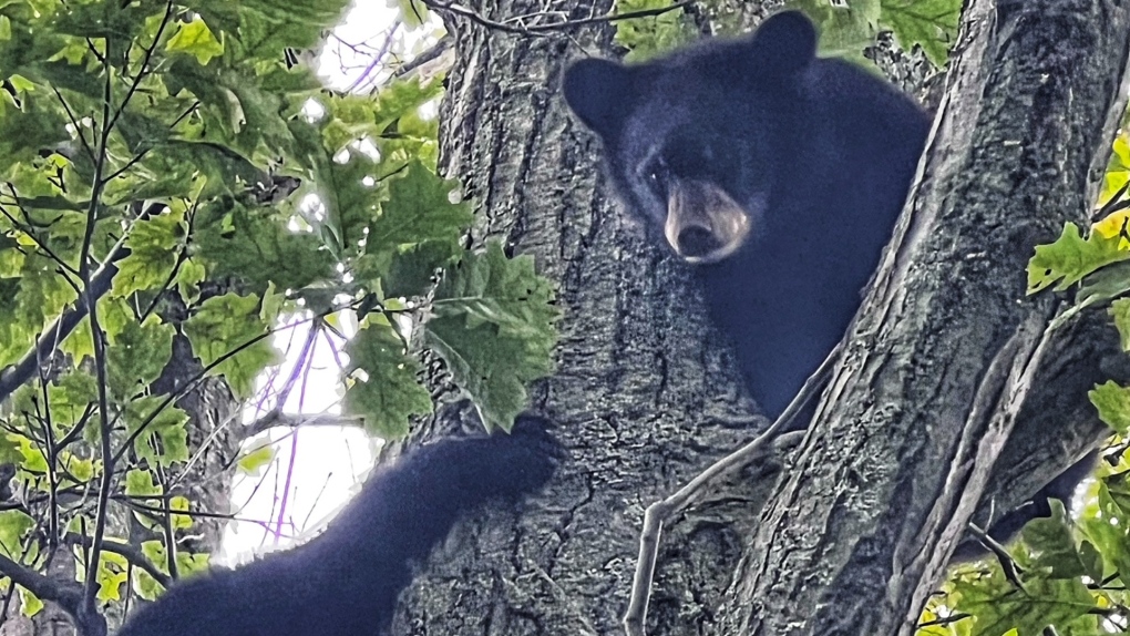 Georgian Bay Marine OPP patrol for boaters and bears | CTV News