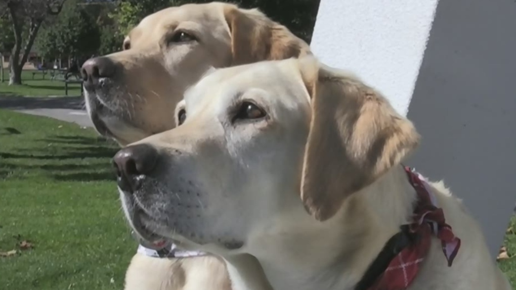 Orillia's annual walk for guide dogs | CTV News