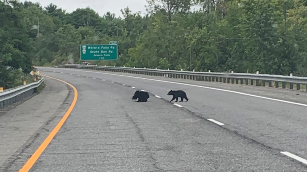 OPP asks motorists to beware of bears on Highway 400 north of Barrie. (SUBMITTED OPP) 