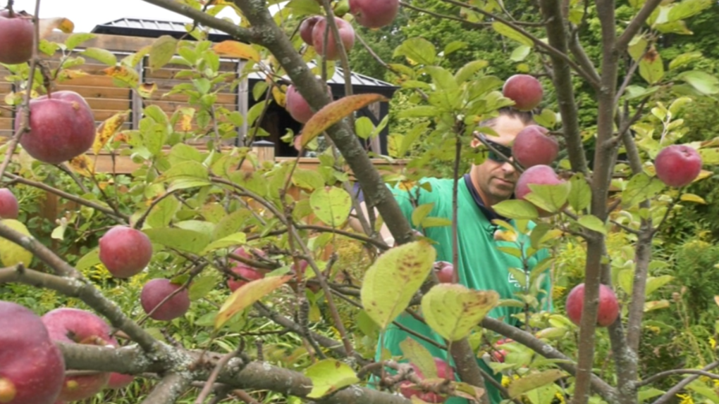 Living Green Barrie's FruitShare, with volunteer Joey Stulpinas of BIMBO Canada, will be at its HarvestShare event at Lampman Lane Community Centre on Sat. Sept. 24, 2022 (CTV NEWS/STEVE MANSBRIDGE) 
