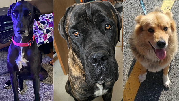 Bracebridge OPP seeks the public's help to locate three dogs allegedly taken from a residence in the Moose Deer Point First Nation on Sept. 16, 2022. (Supplied)