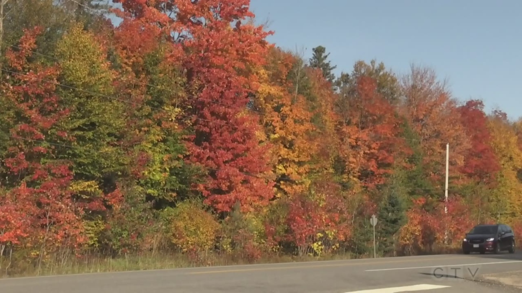 https://barrie.ctvnews.ca/content/dam/ctvnews/en/images/2023/10/3/fall-colours-1-6587439-1696371166995.jpg