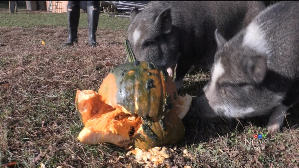 donating-pumpkins-to-pigs