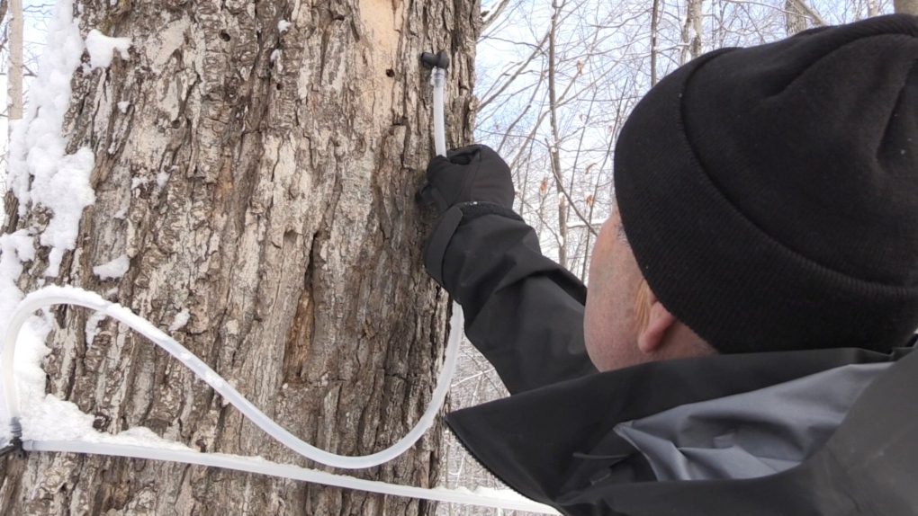 Maple Syrup Production Hits Five Year Low 3051