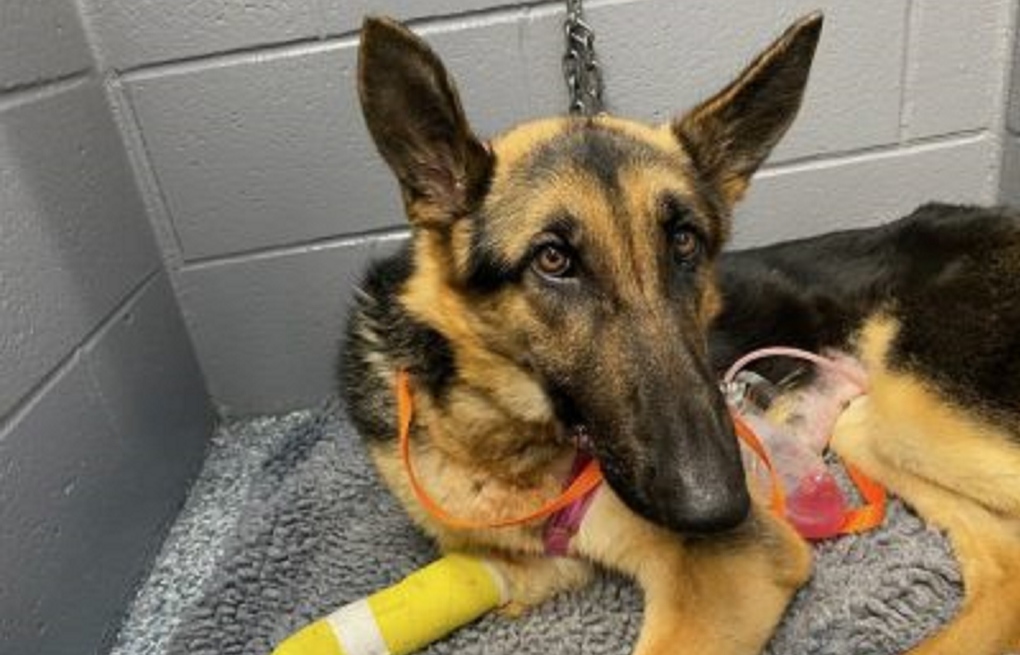 Three dogs were surrendered to the OSPCA Barrie Animal Centre and a German Shepherd who required emergency surgery to remove a foreign body from its stomach. (Provided/Barrie Police Service)