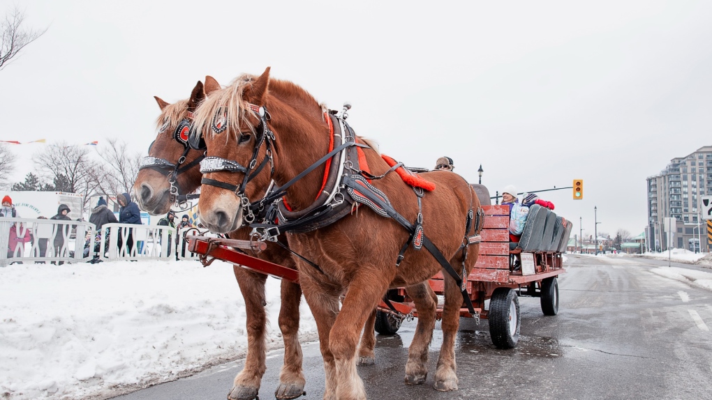 Horse-drawn rides through Barrie's downtown is a part of its annual Winterfest. Feb. 2, 2023 (Source: City of Barrie)