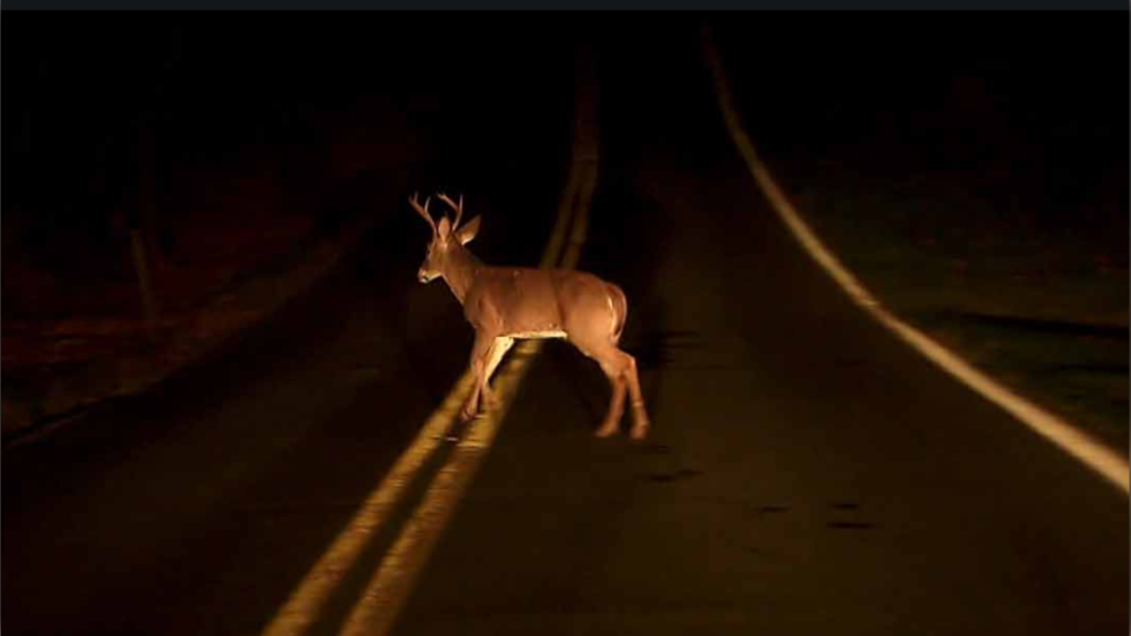 Deer cross the road in front of traffic. (Source: Barrie Police Service)