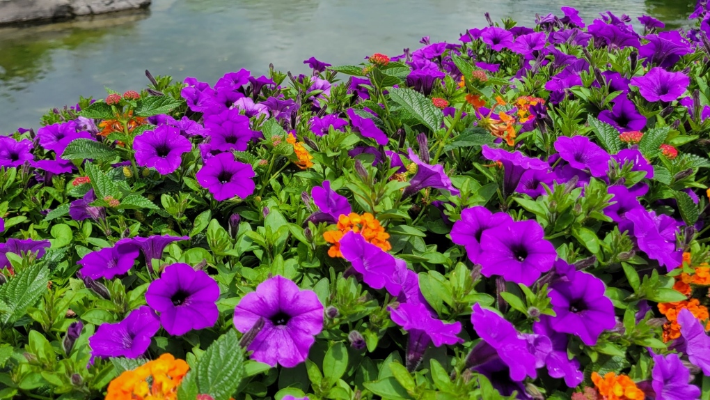 Purple flowers are pictured in Barrie, Ont. (Source: City of Barrie) 