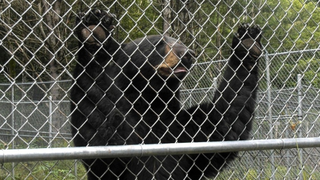 Bear rescued from Marineland 'didn't understand trees.' Finds new home at  wildlife sanctuary