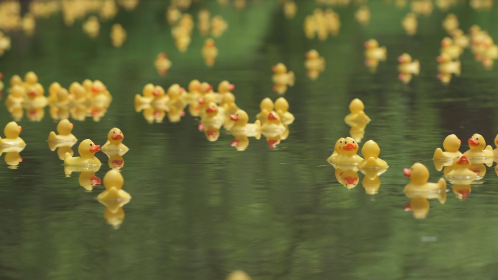 Coldwater Lions Club annual duck race returns