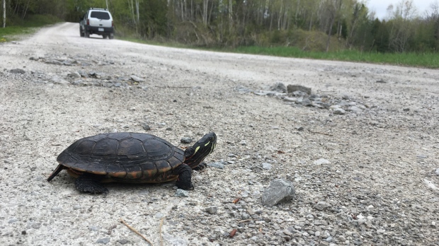 Turtle crossing street