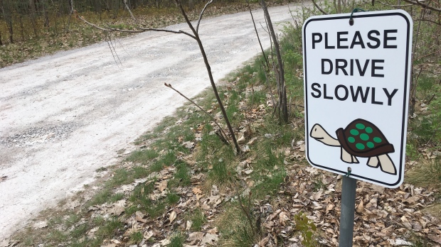 Turtle crossing sign