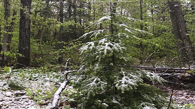 Snow in Algonquin Provincial Park