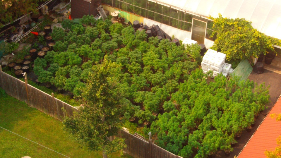 Cannabis plants seized in Caledon
