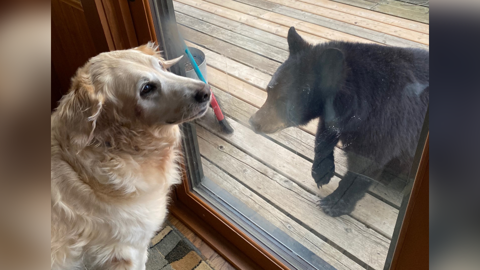 Bear and dog